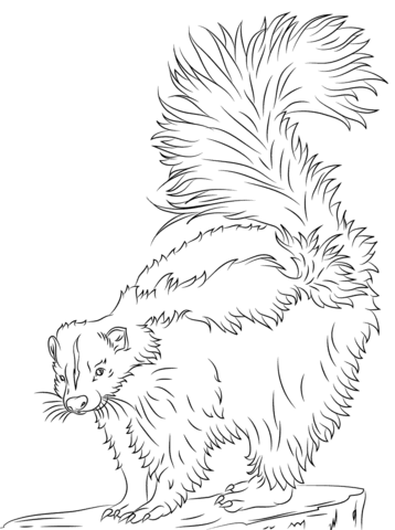 Cute Skunk Coloring Page